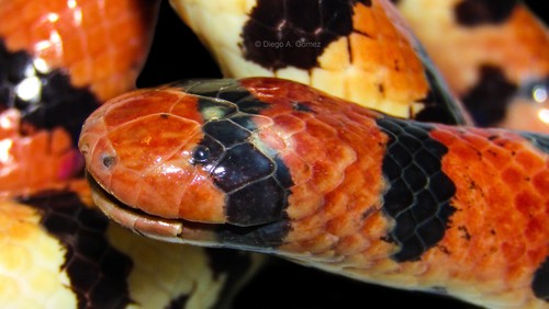 Coral pipe snakes (Anilius scytale)