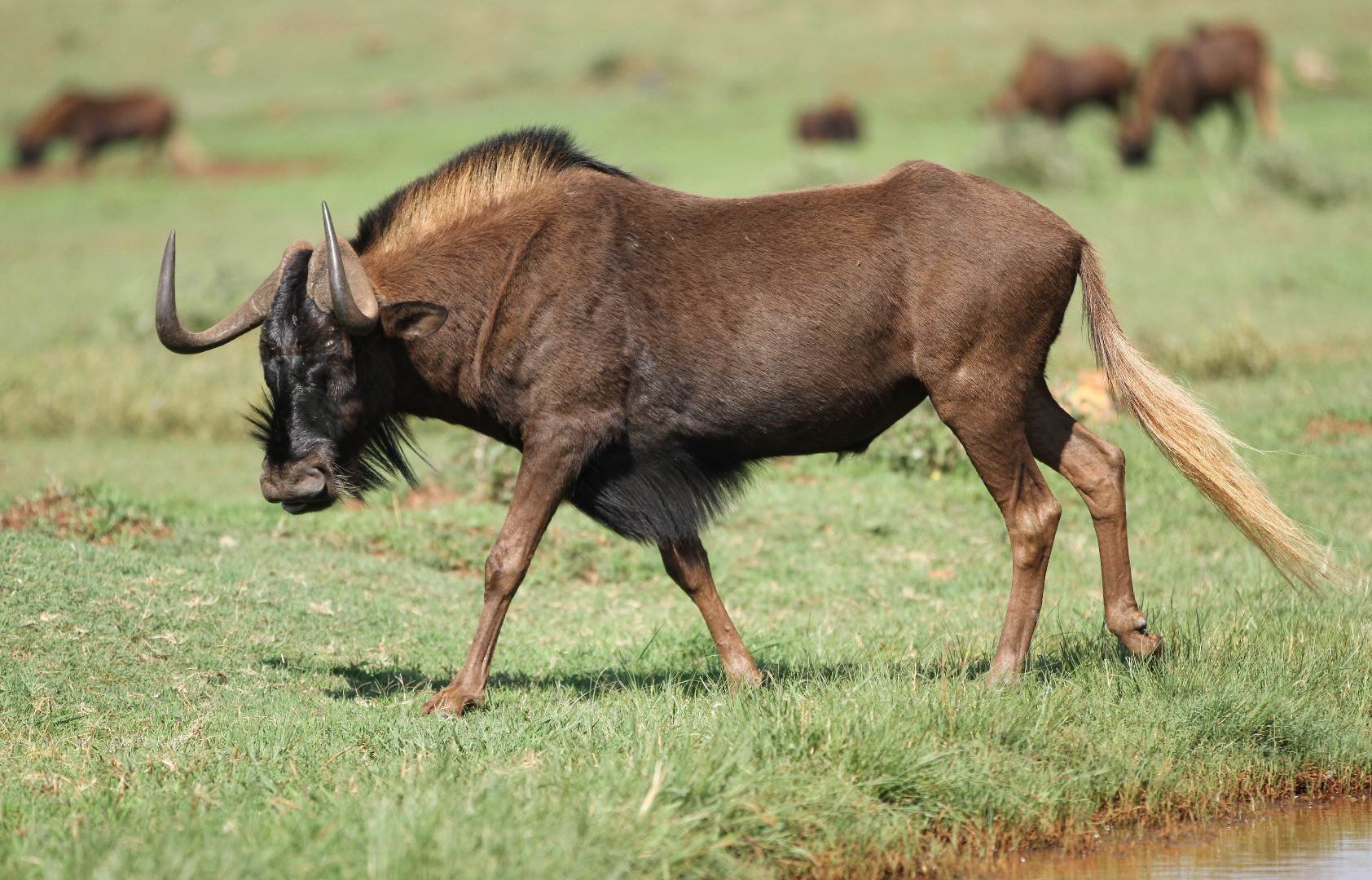 Wildebeests (Connochaetes)