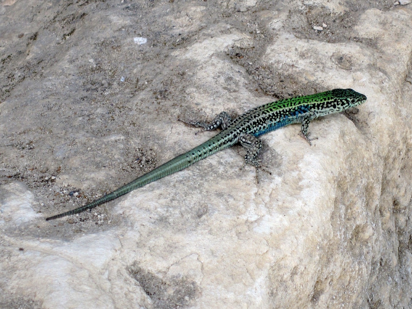 Cretan wall lizard (Podarcis cretensis)