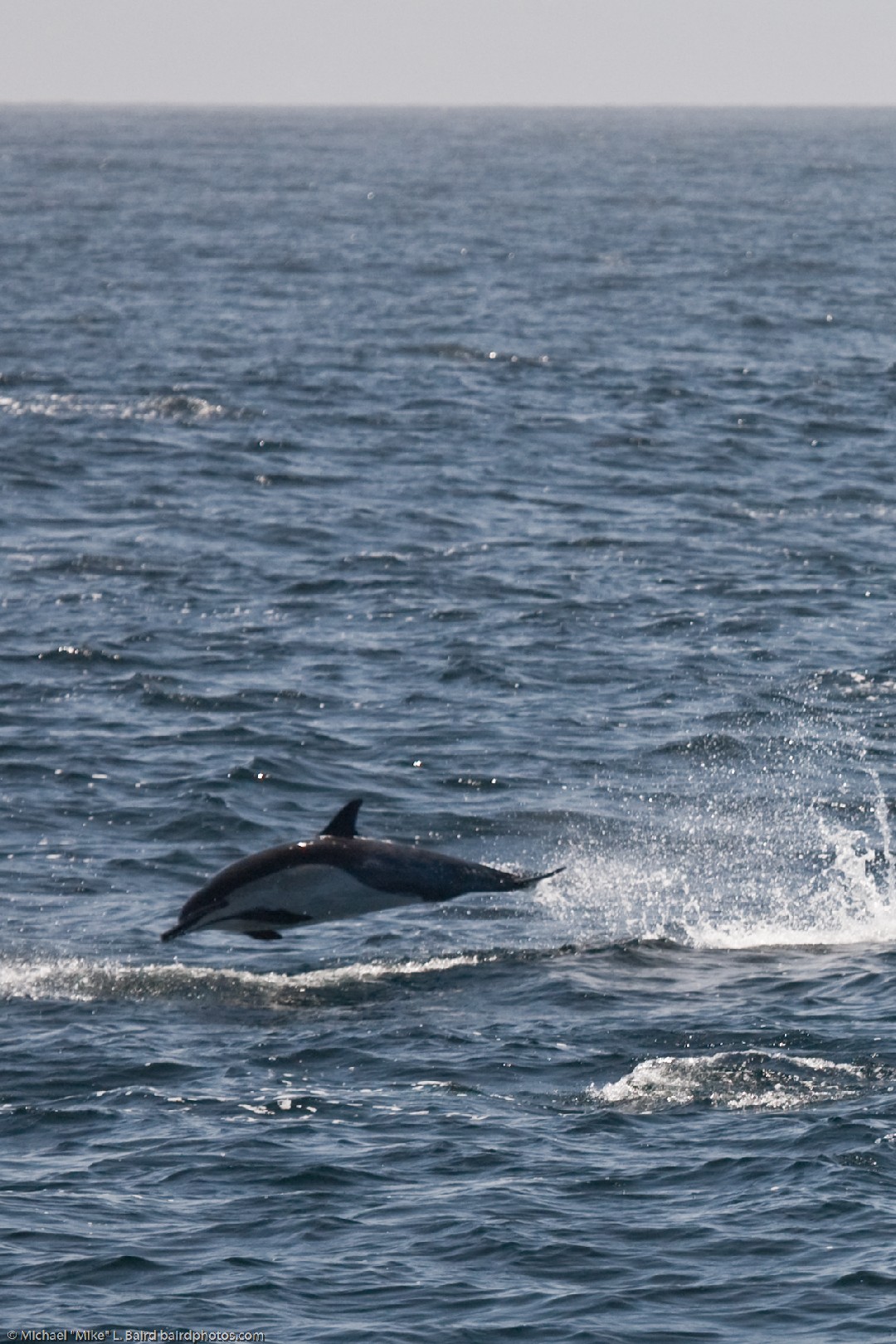 Delfines (Delphinus)