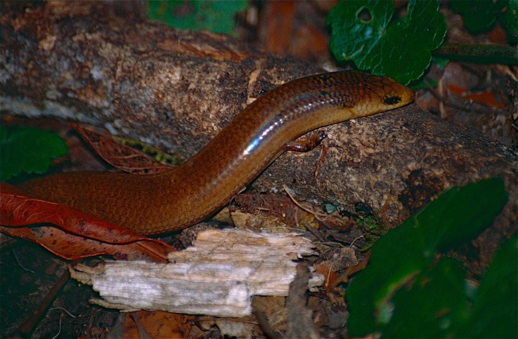 Coeranoscincus (Coeranoscincus)