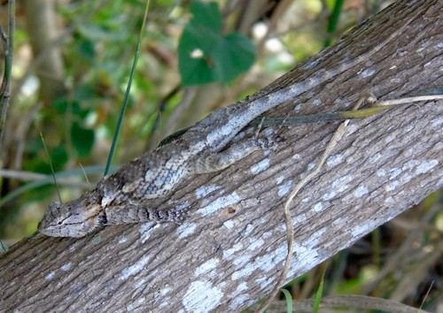 Lagartija espinosa del noroeste (Sceloporus clarkii)