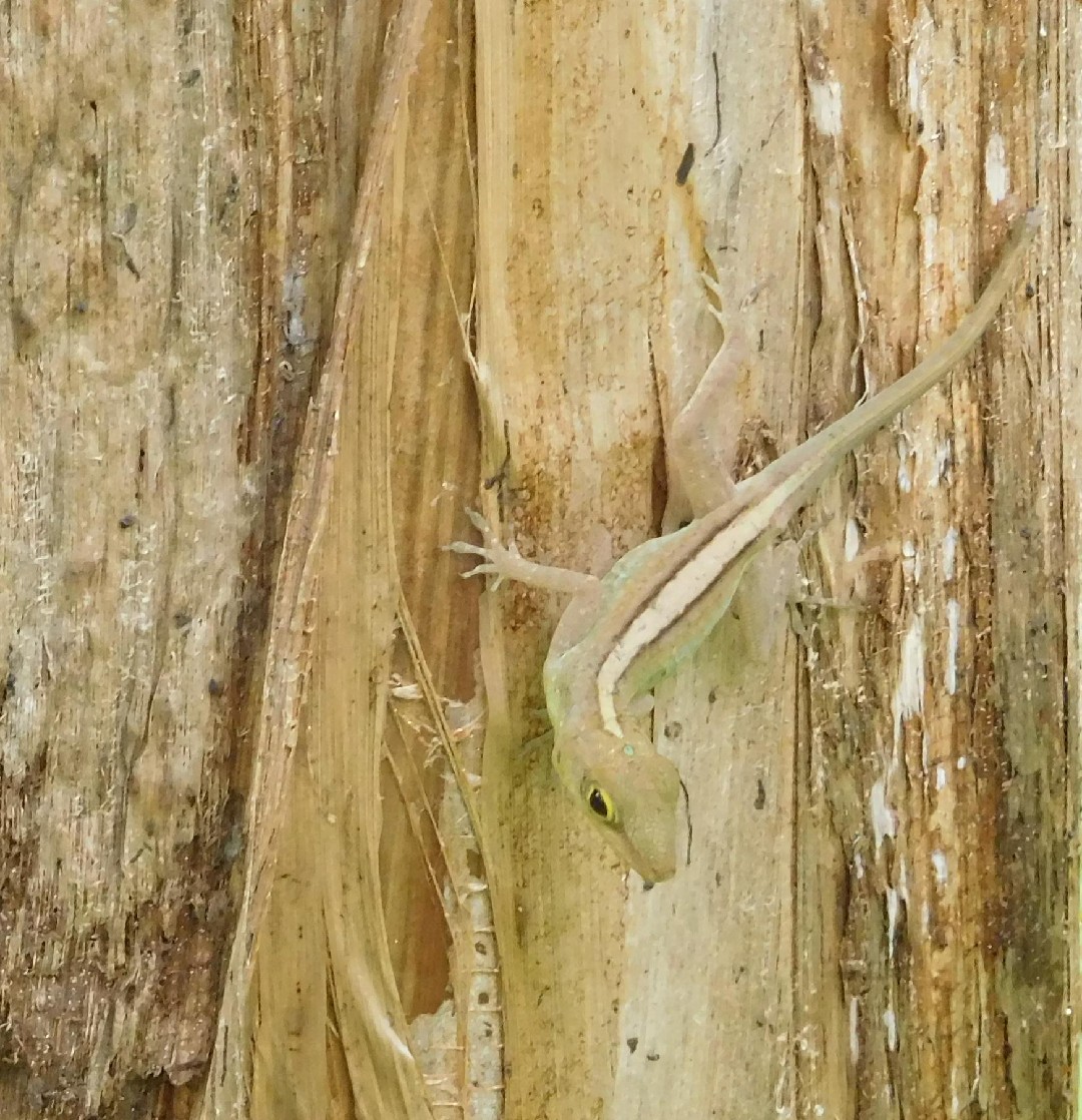 Anolis marmoratus (Anolis marmoratus)