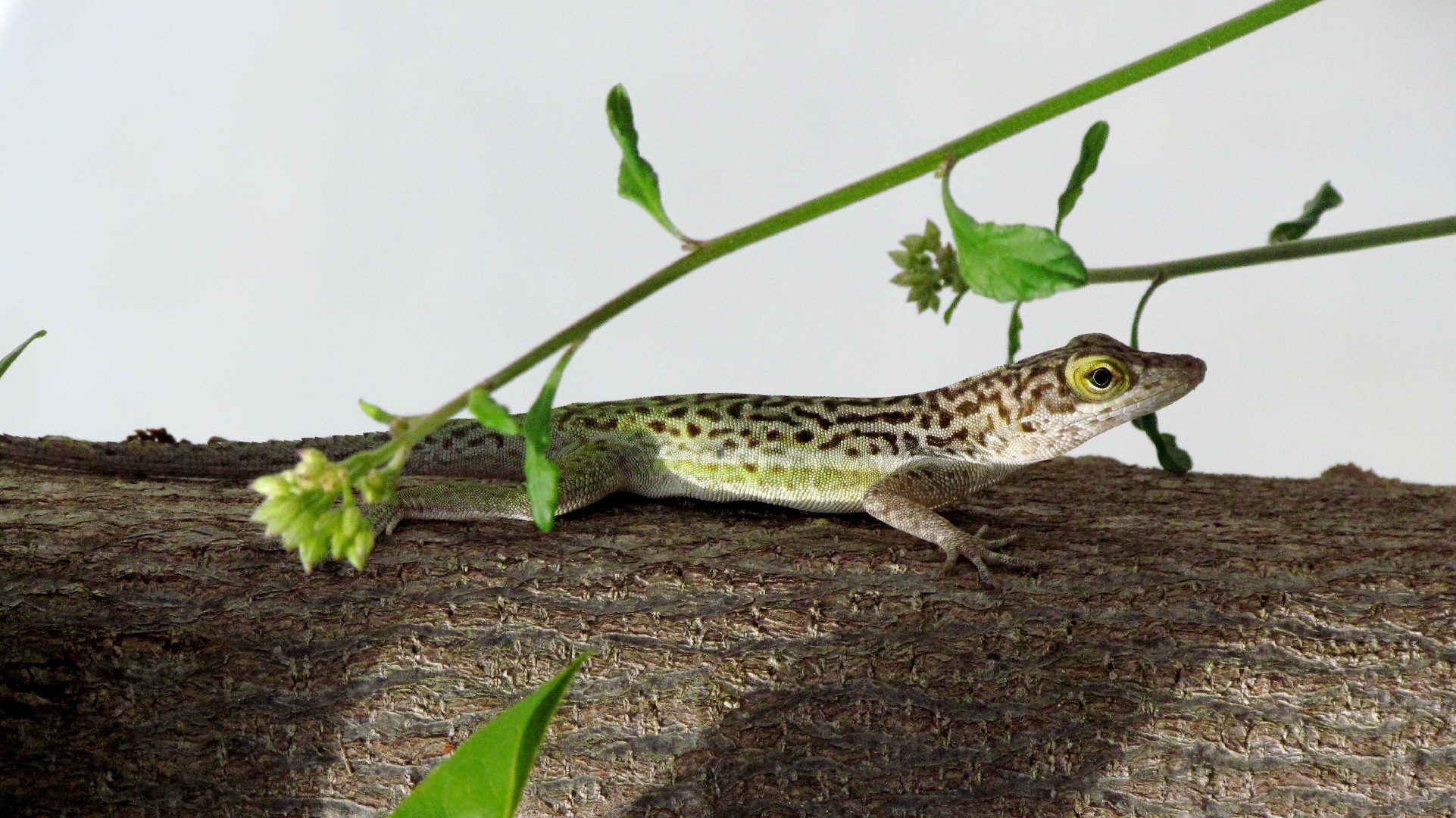 Anolis leachii (Anolis leachii)