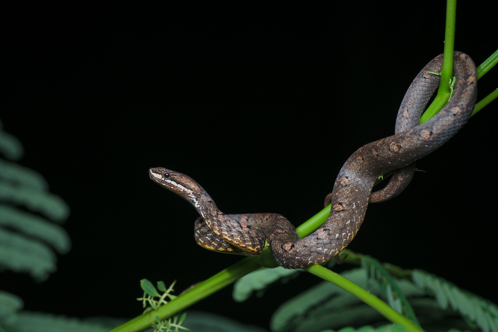 Common mock viper (Psammodynastes pulverulentus)