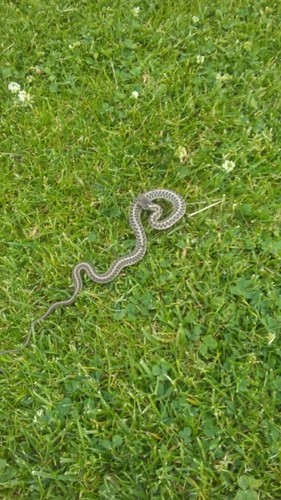 Culebra de agua de montaña (Thamnophis elegans)