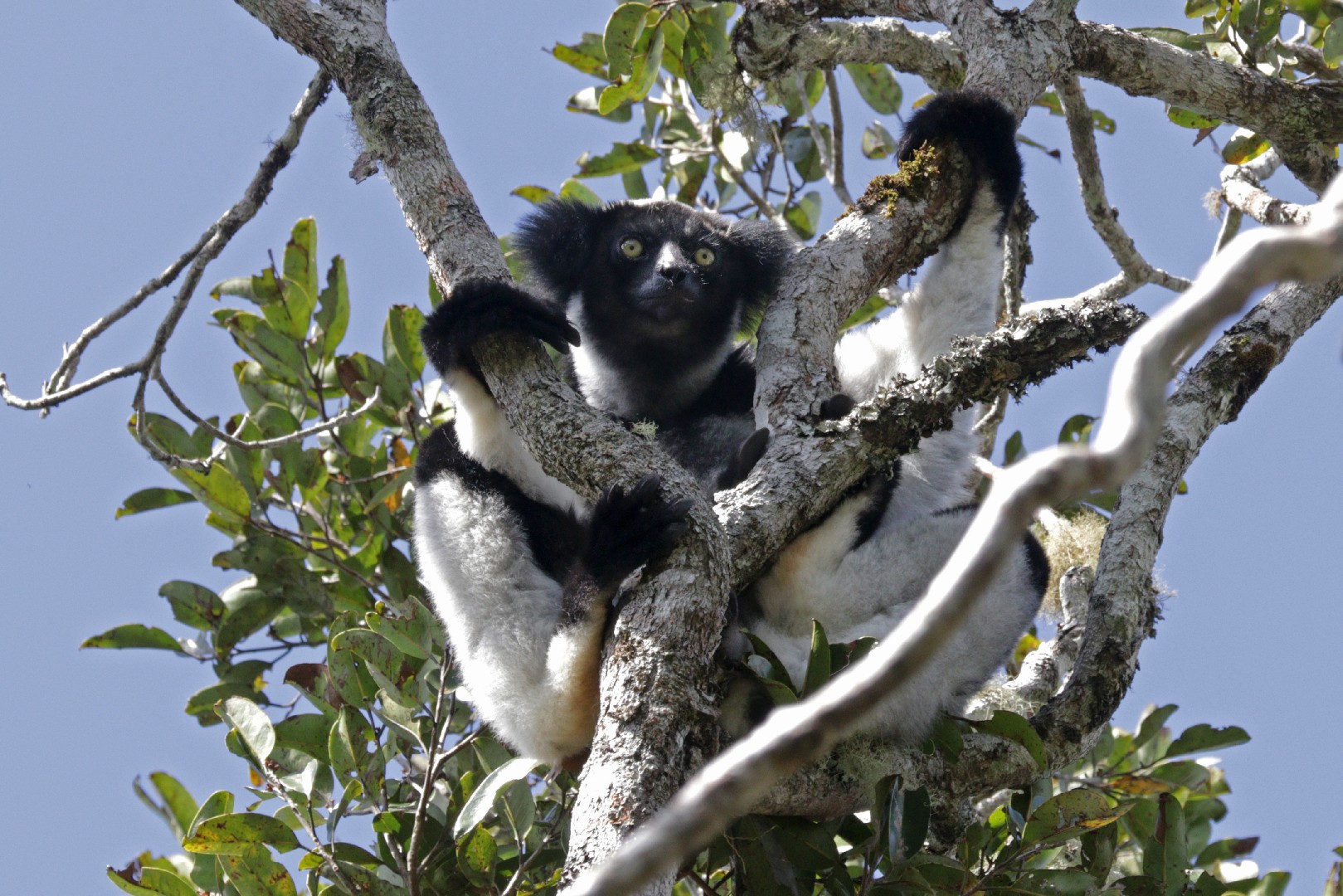Indri indri (Indri indri)