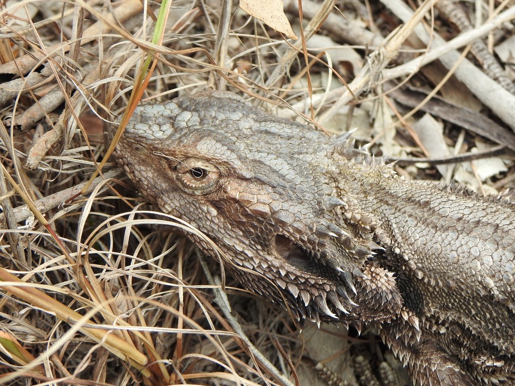 ヒガシアゴヒゲトカゲ (Pogona barbata)