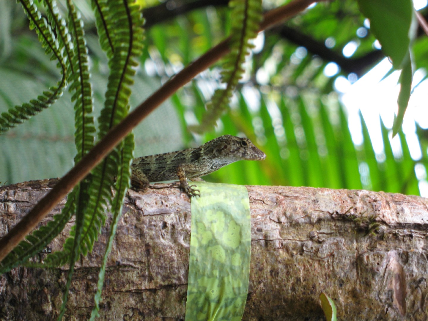 Gundlach's anole (Anolis gundlachi)
