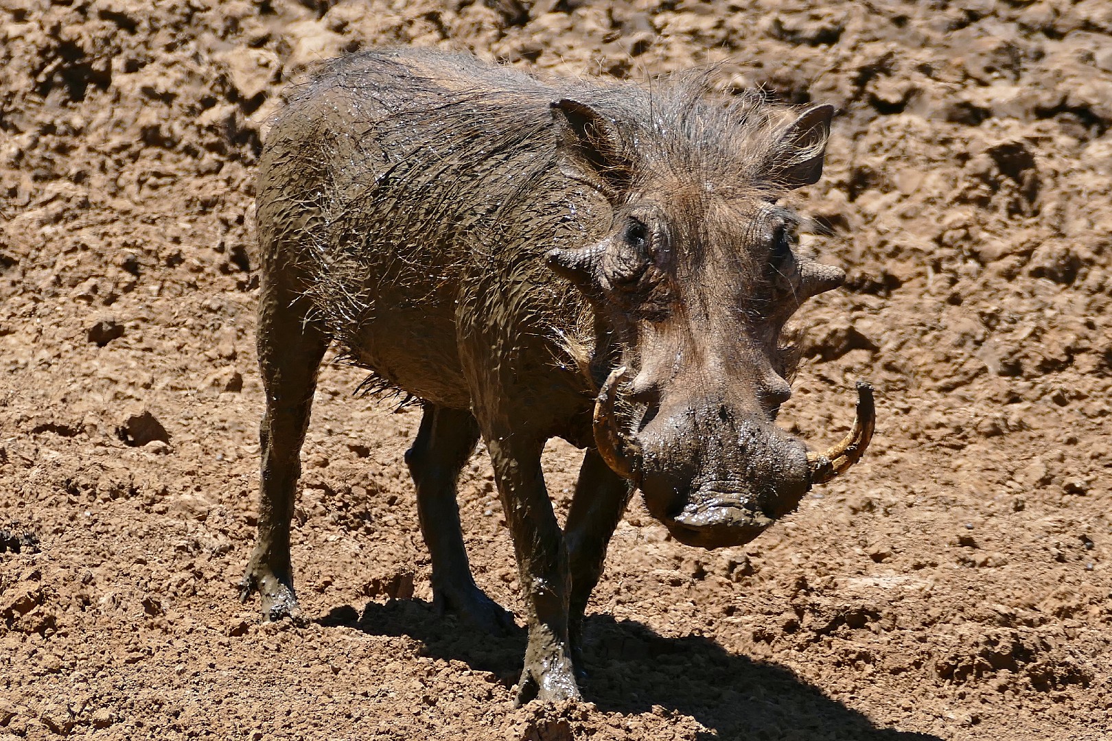 Warthogs (Phacochoerus)