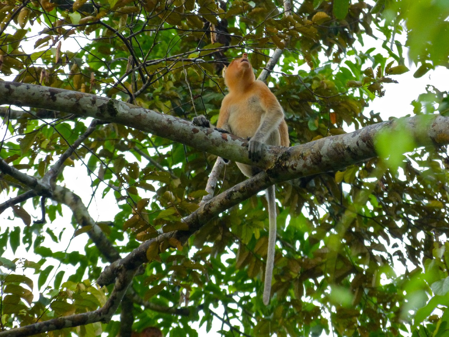 Proboscis monkey (Nasalis)