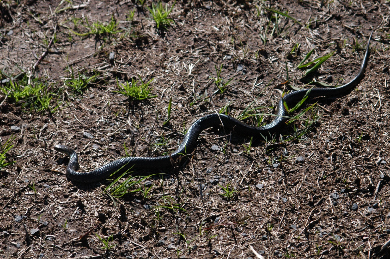 Marsh snake (Hemiaspis signata)