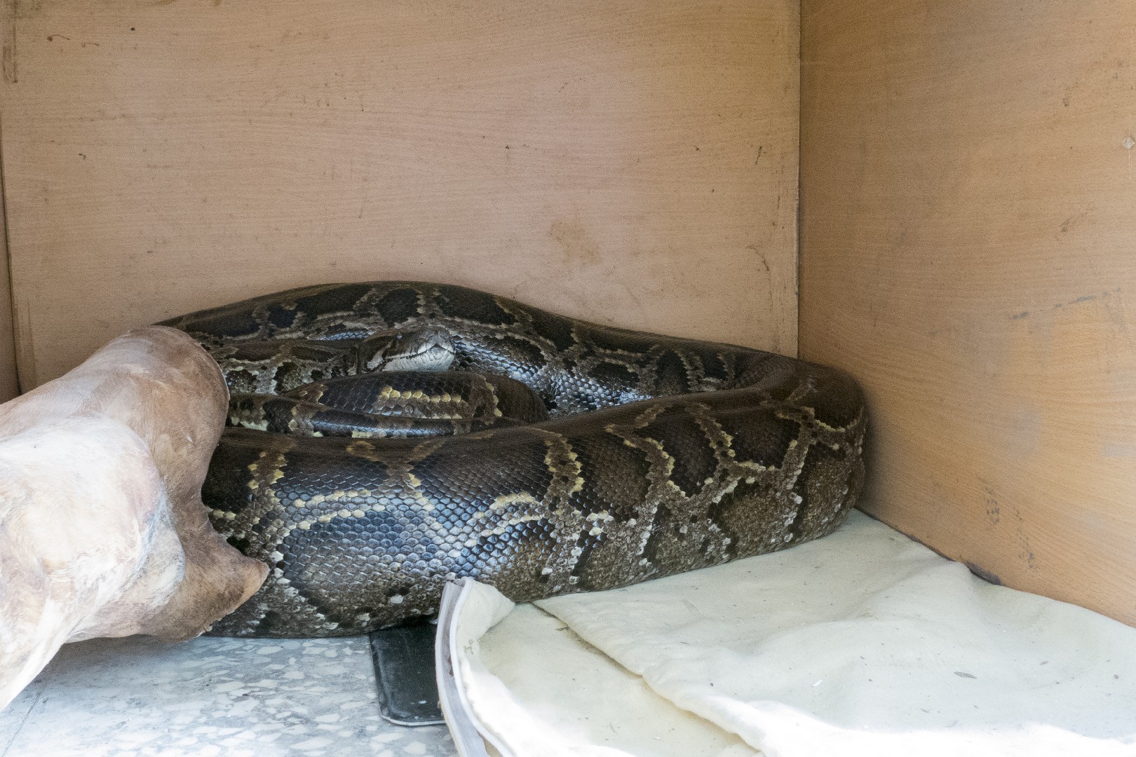 Pitón de birmania (Python bivittatus)