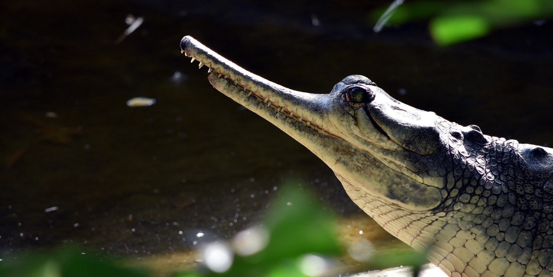 Gangesgavial (Gavialis gangeticus)