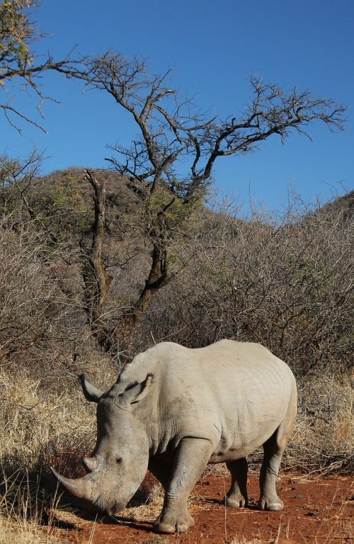 White rhino (Ceratotherium)