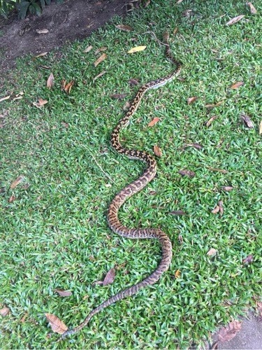 Scrub pythons (Simalia)