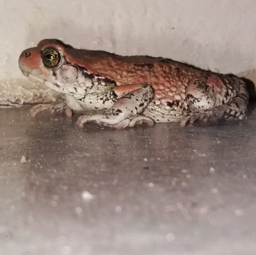 African red toad (Schismaderma)