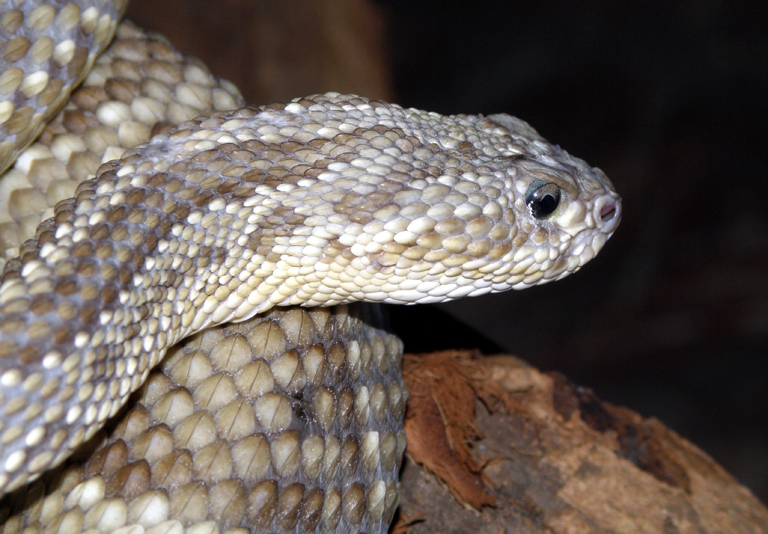 Crotalus durissus terrificus (Crotalus durissus terrificus)
