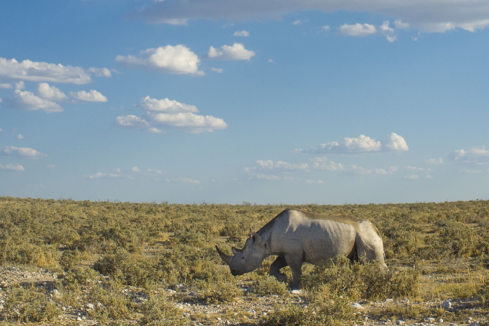 Black rhinoceros (Diceros)