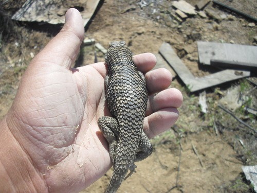 Yellow-backed spiny lizard (Sceloporus uniformis)