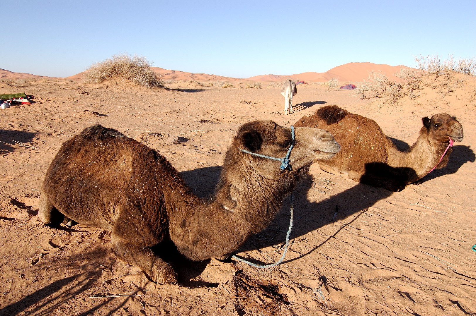 Camello y dromedario (Camelus)