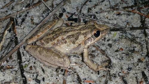 Freycinet's frog (Litoria freycineti)
