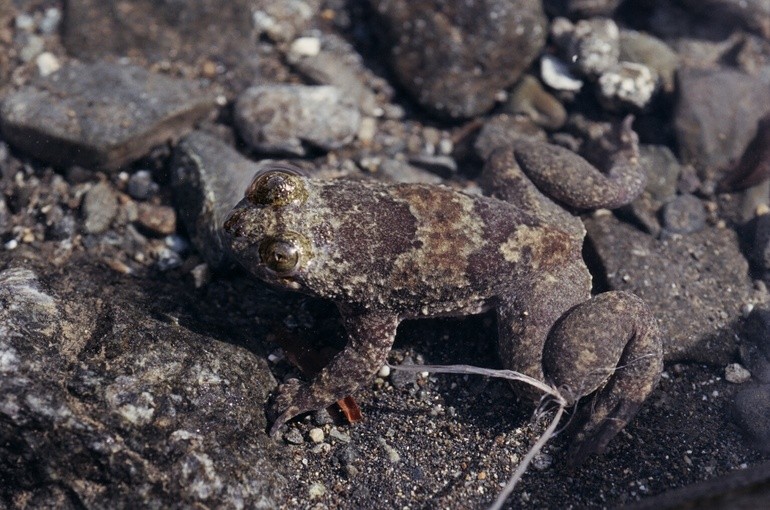 Jungle toads (Barbourula)