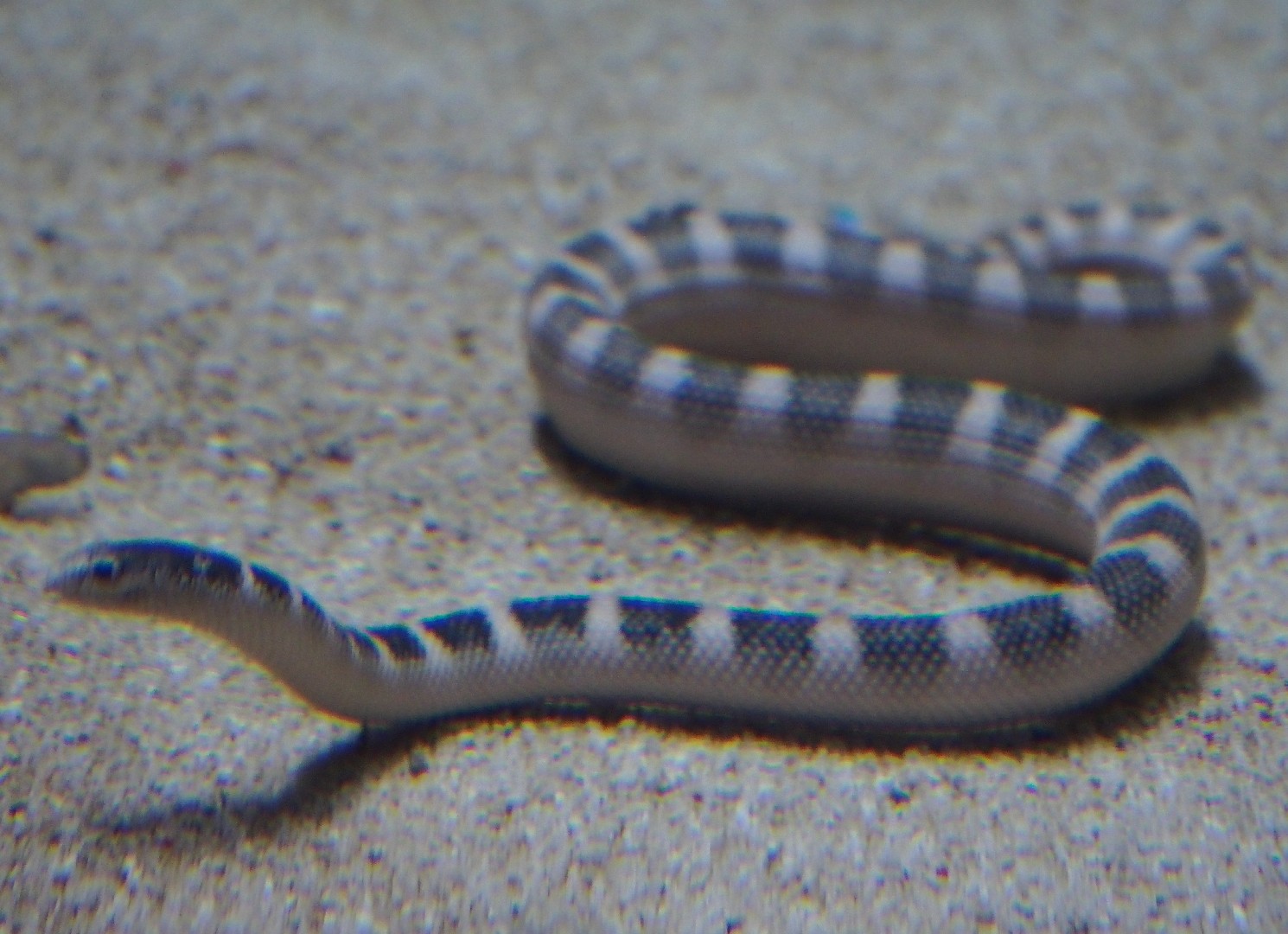 ウミヘビ属 (Hydrophis)