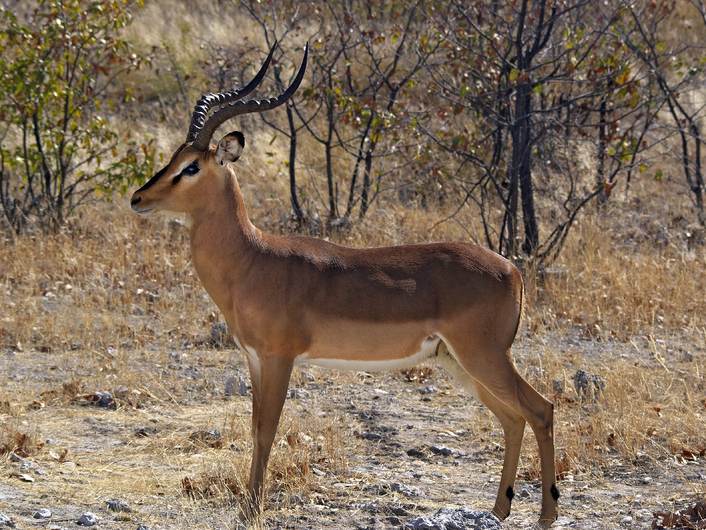 Impalas (Aepyceros)