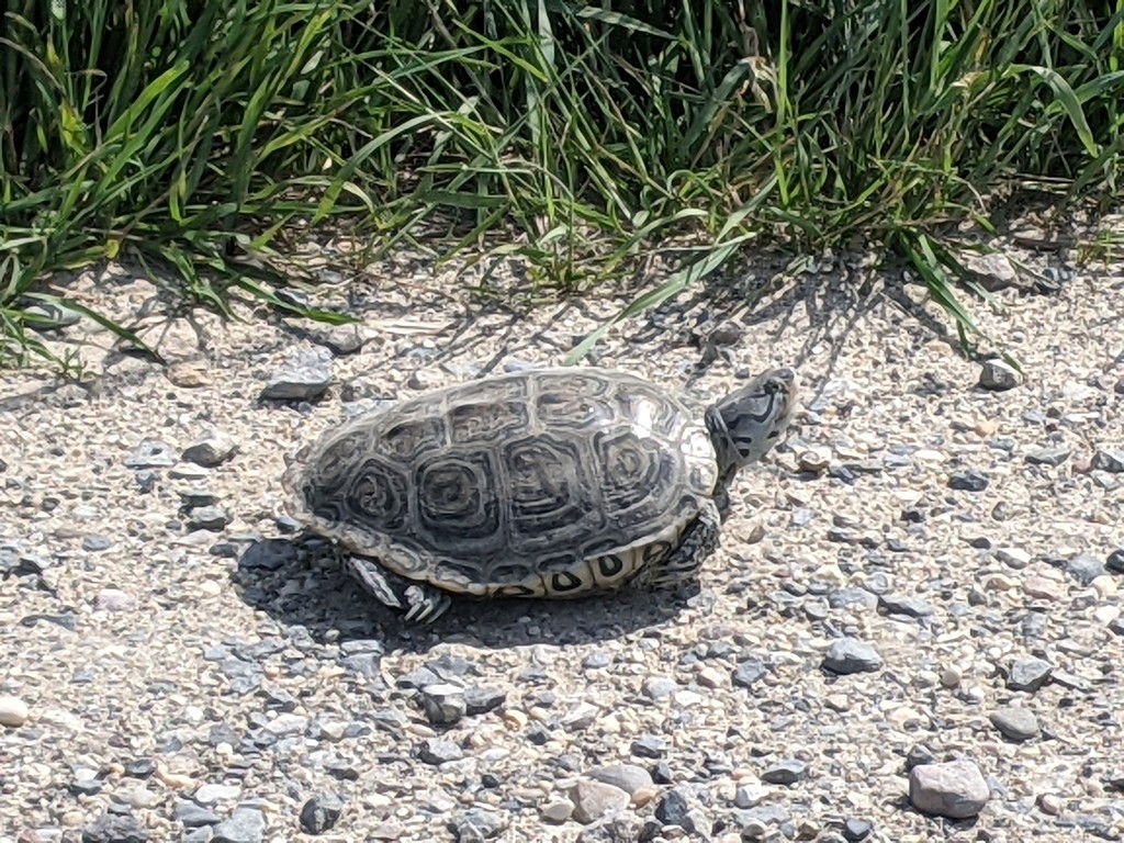 Northern diamondback terrapin (Malaclemys terrapin terrapin)