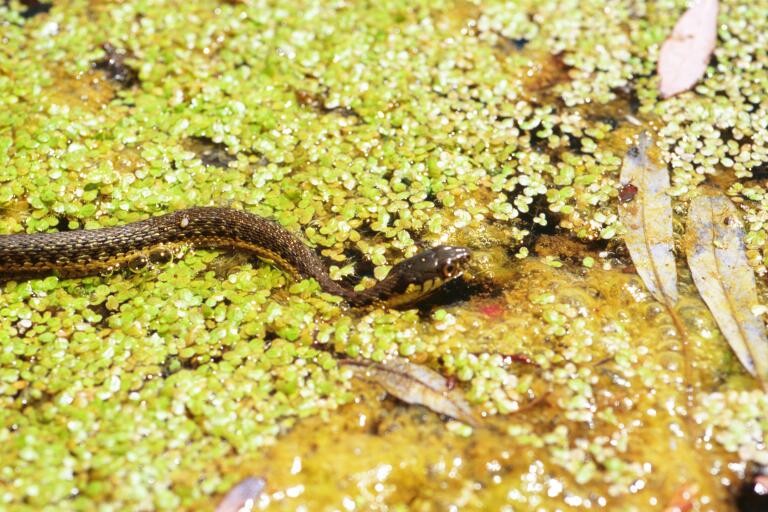 Serpent-jarretiere À deux raies (Thamnophis hammondii)