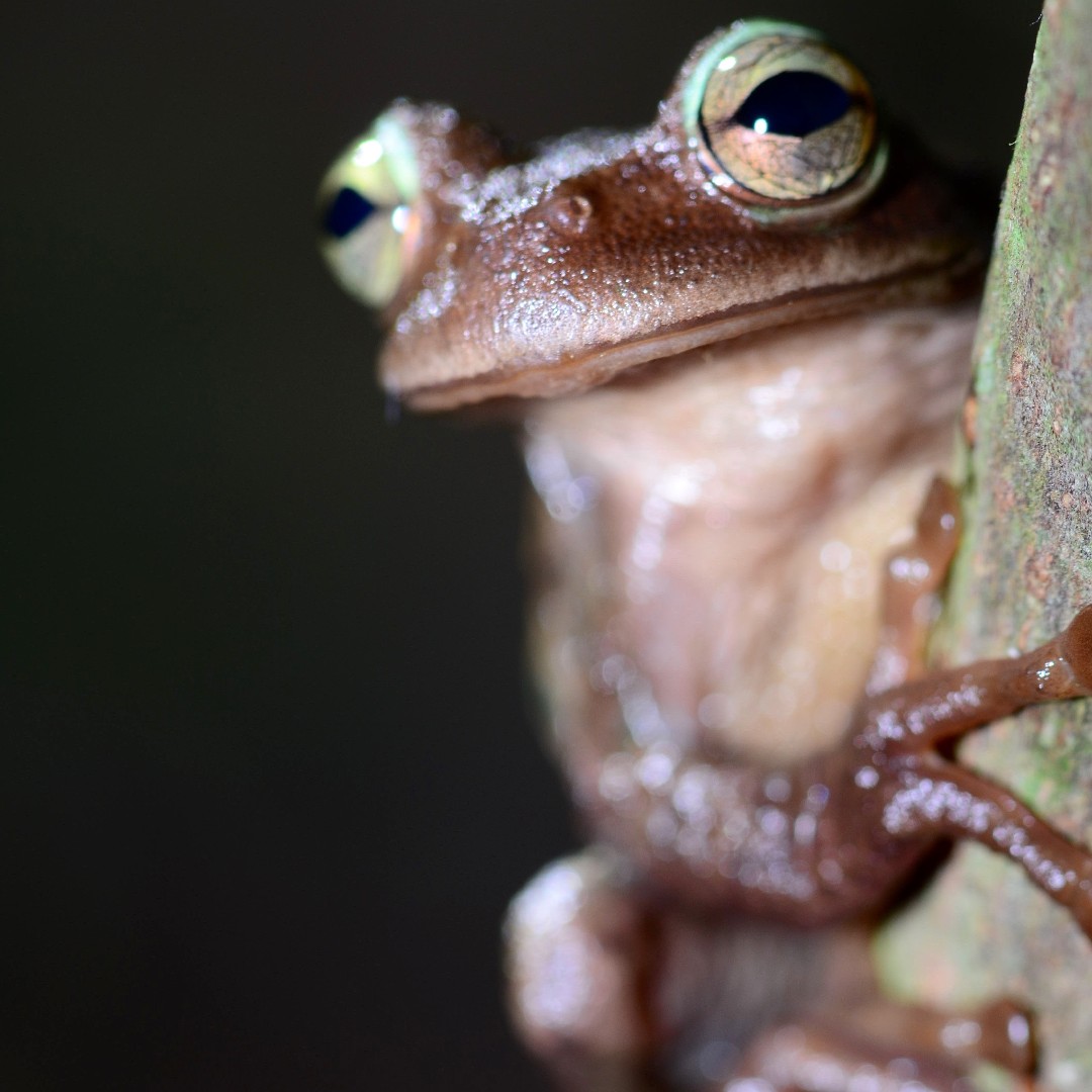 Spikethumb frogs (Plectrohyla)
