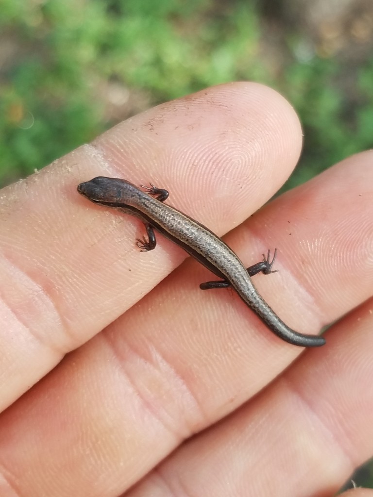 Little brown skink (Scincella lateralis)