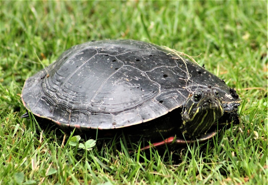 Western painted turtle (Chrysemys picta bellii)