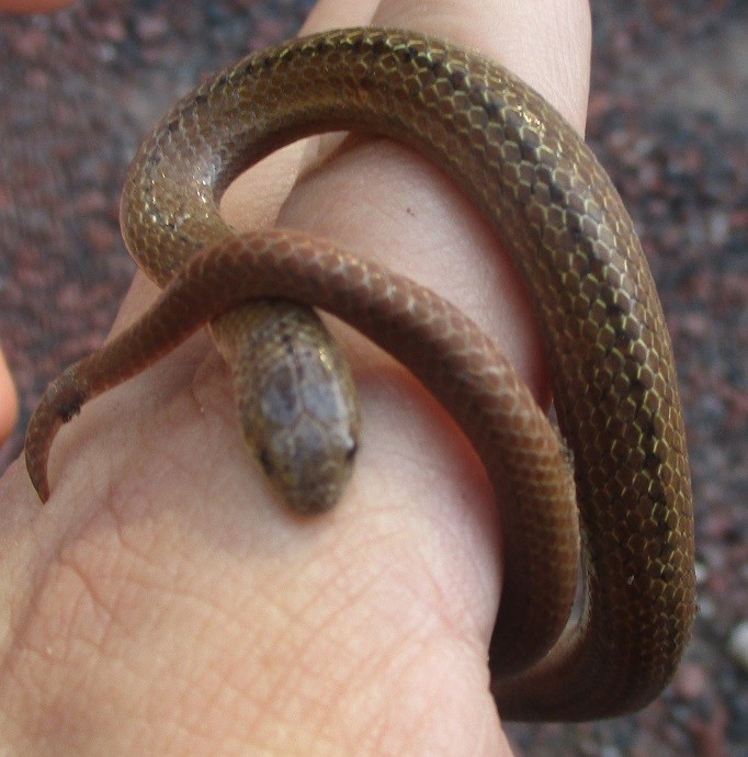 Lined tolucan ground snake (Conopsis lineata)