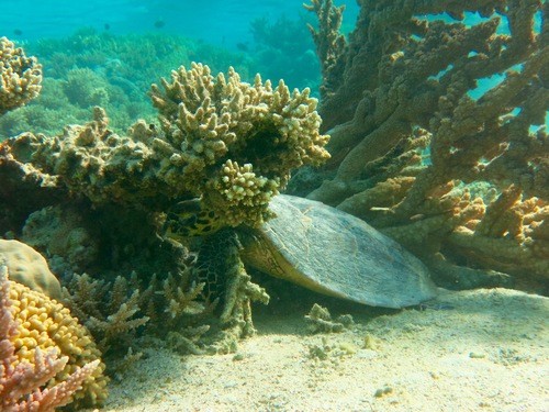 Hawksbill sea turtles (Eretmochelys)