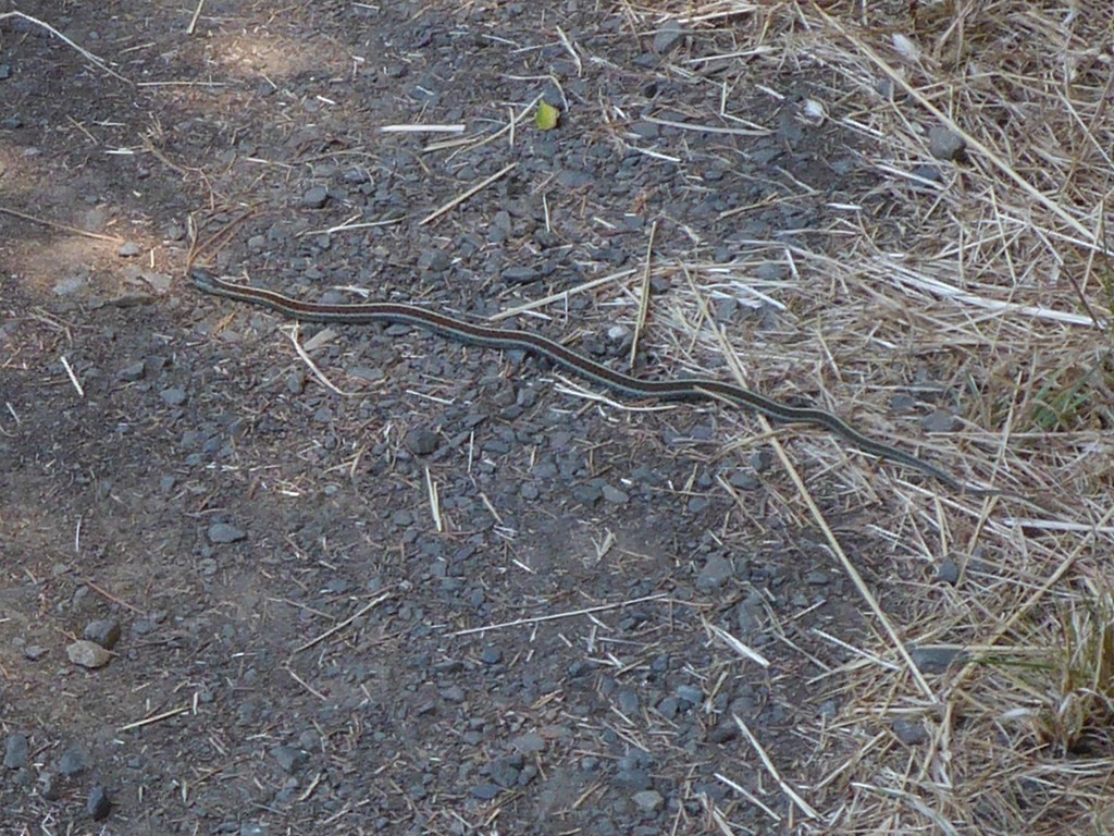 Thamnophis elegans terrestris (Thamnophis elegans terrestris)