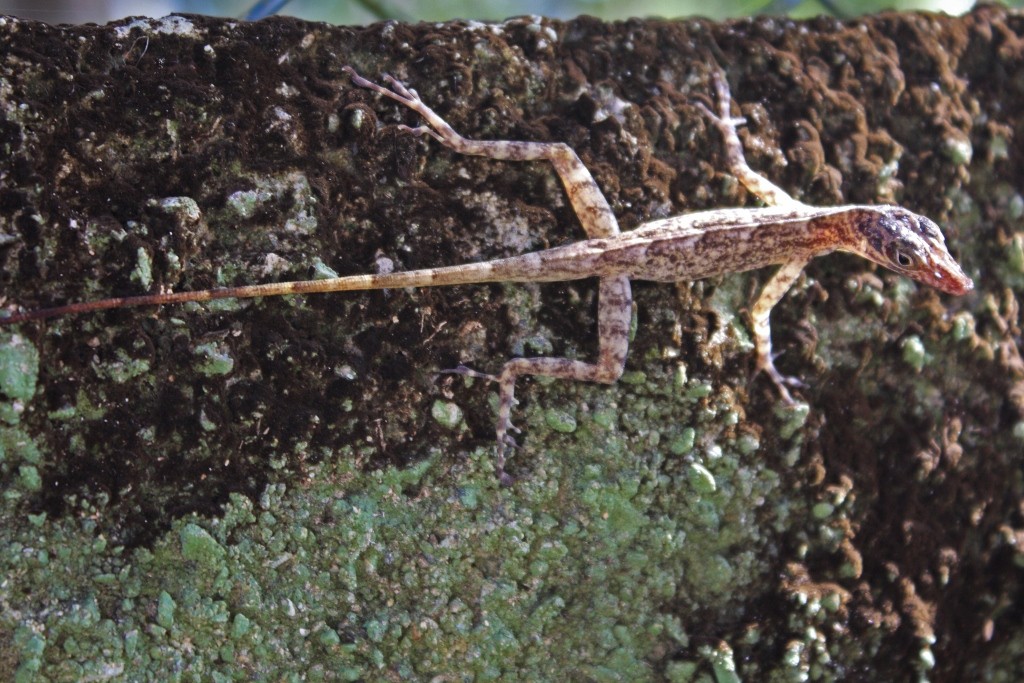 Guantanamo anole (Anolis argenteolus)