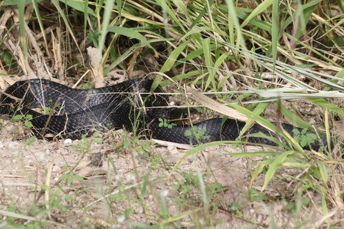 Texas indigo snake (Drymarchon melanurus erebennus)