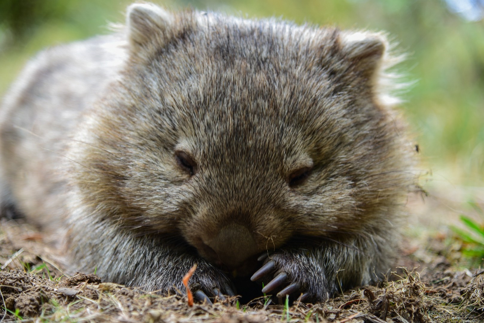 Common wombat (Vombatus)