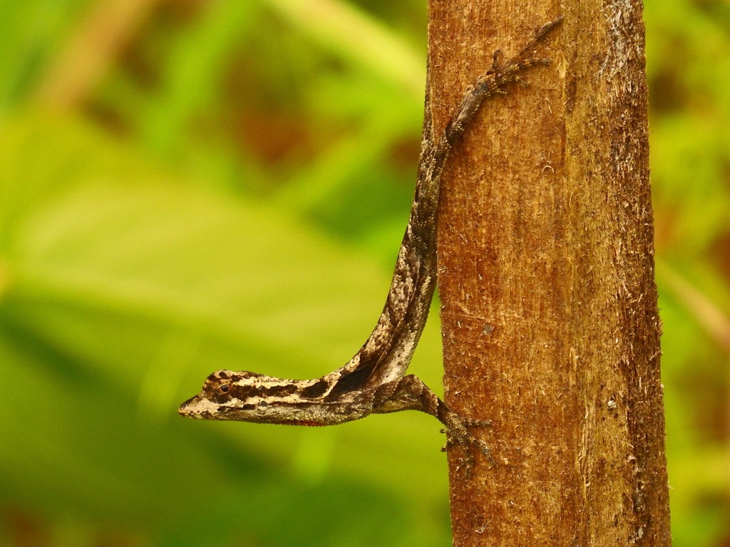 Leaf anole (Anolis planiceps)