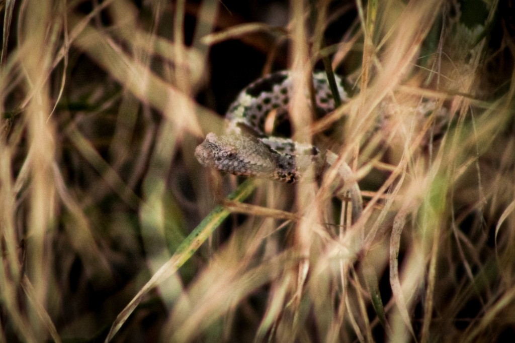 Banded rock rattlesnake (Crotalus lepidus klauberi)