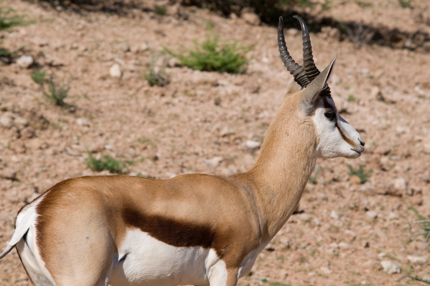 Springbok (Antidorcas)