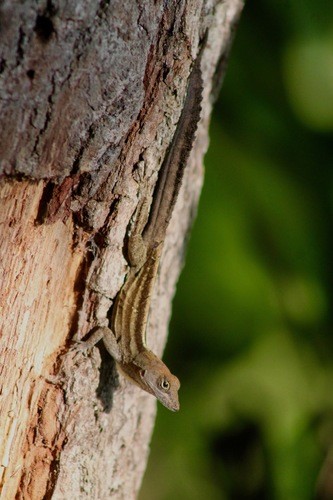 Anolis sagrei sagrei (Anolis sagrei sagrei)