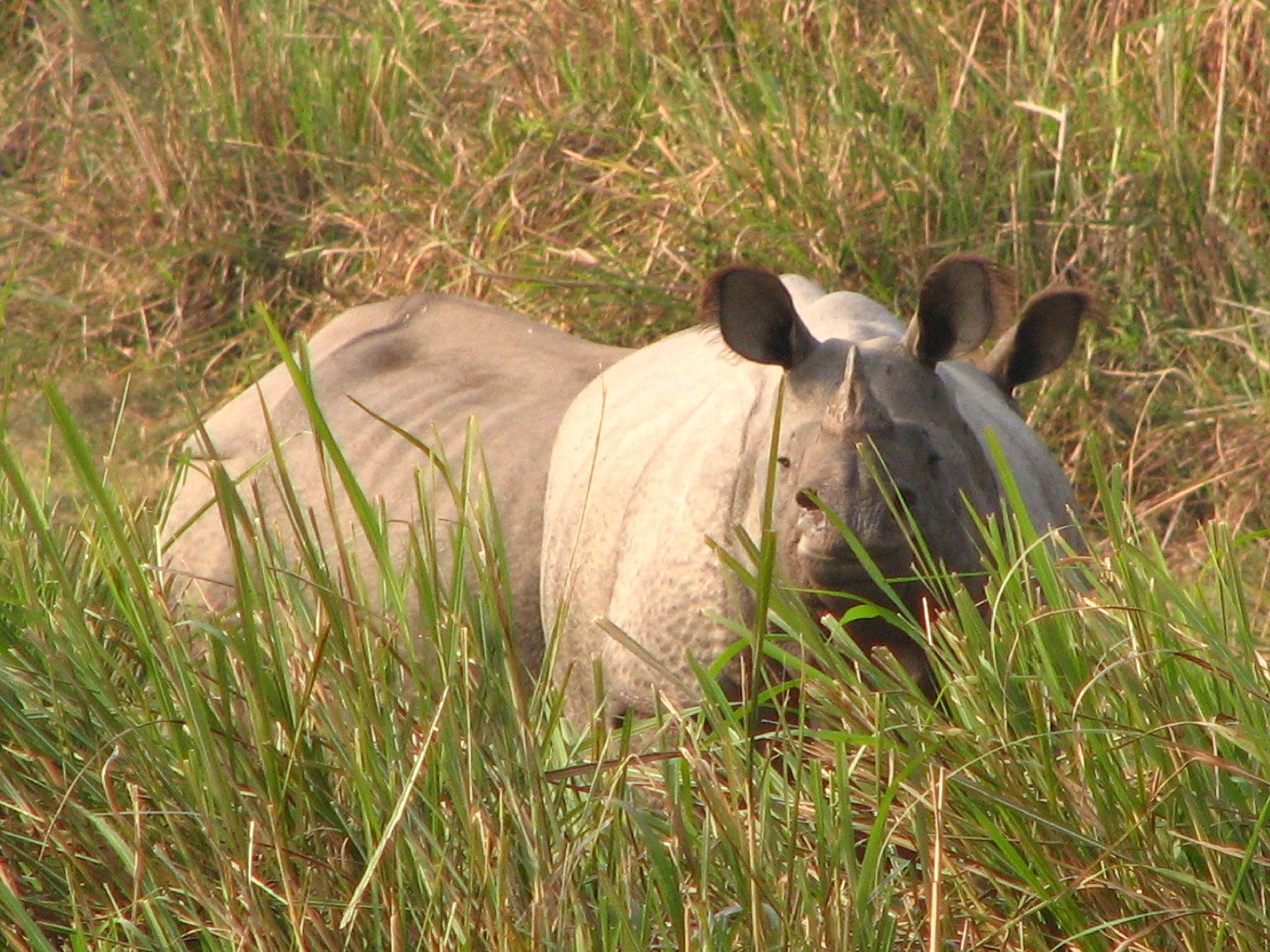 Asian rhinoceroses (Rhinoceros)