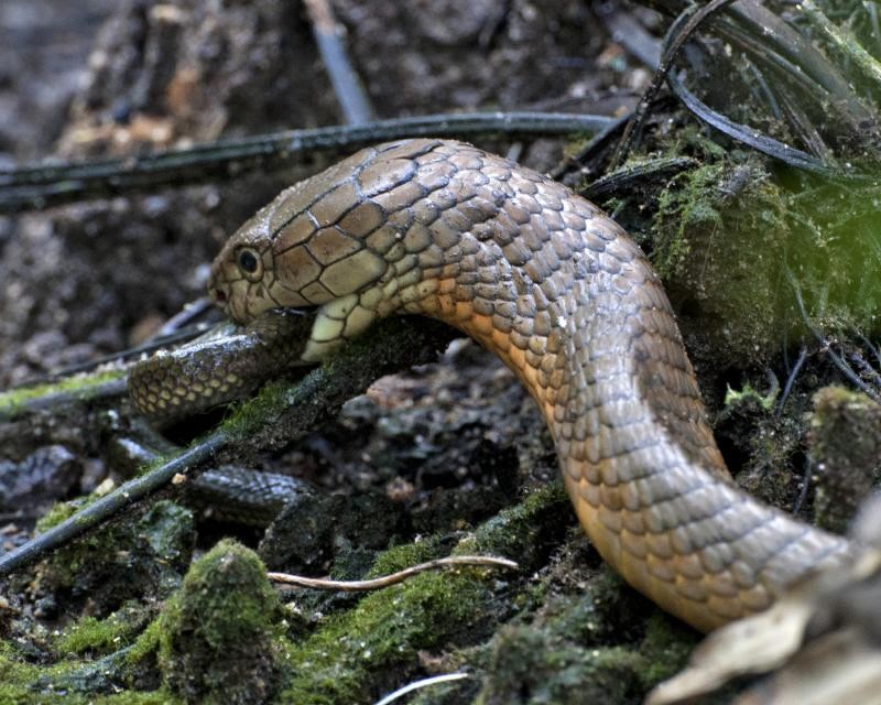 Cobra real (Ophiophagus hannah)