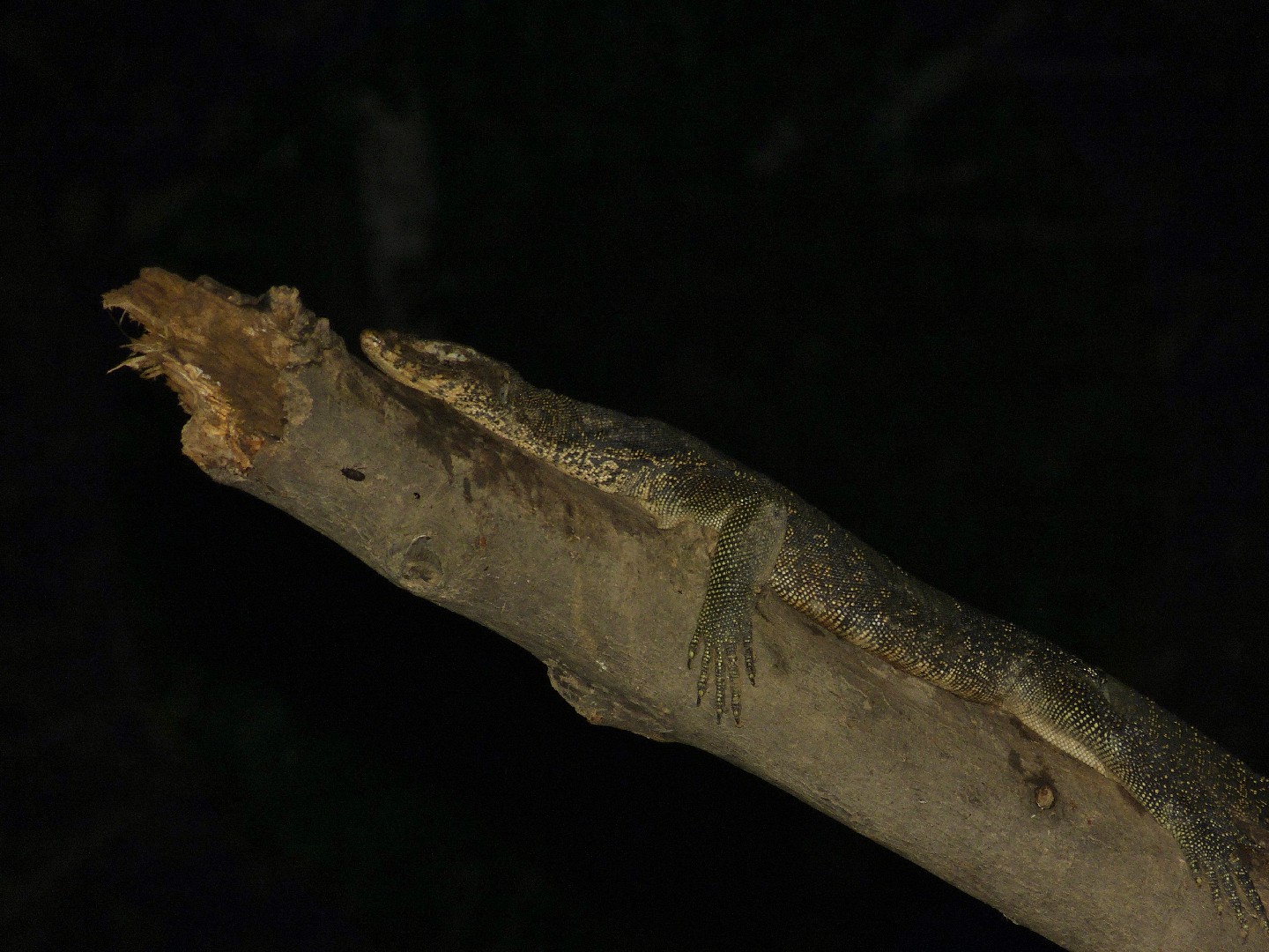 Water monitor (Varanus salvator macromaculatus)