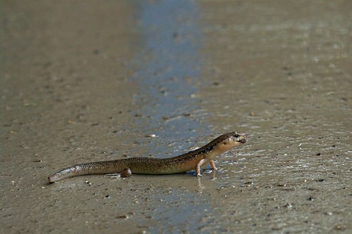 Eremiascincus (Eremiascincus)