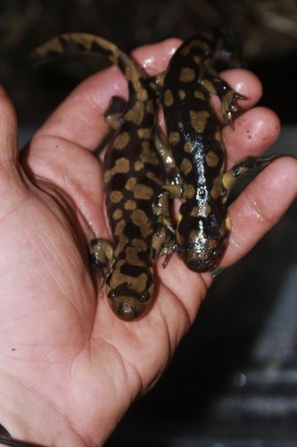 Salamandra tigre (Ambystoma tigrinum)