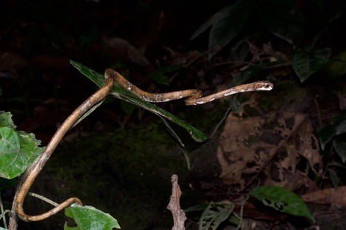 Kurzkopf-schneckenatter (Aplopeltura boa)